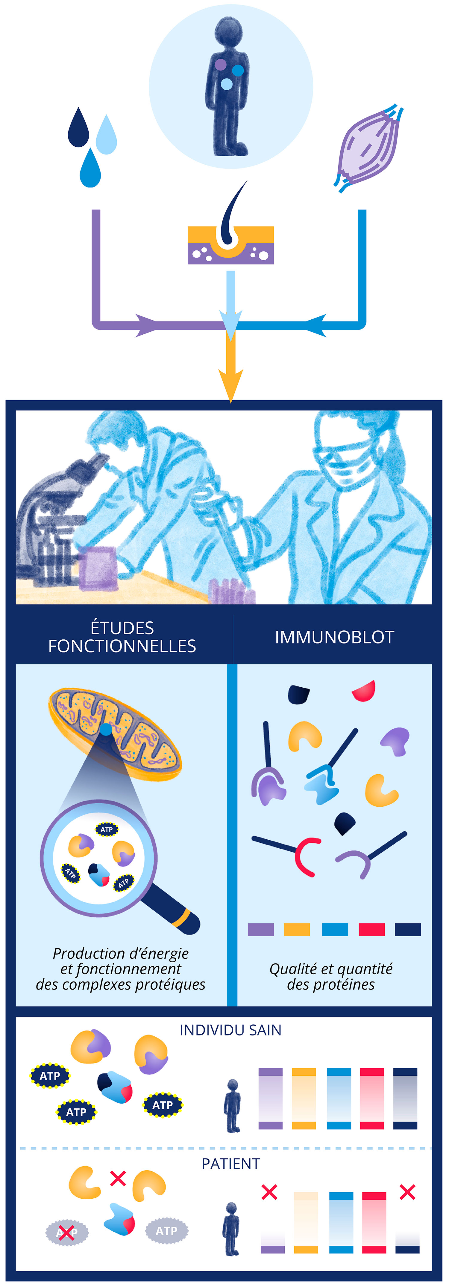 le diagnostic C les examens de biologie specialisee 2