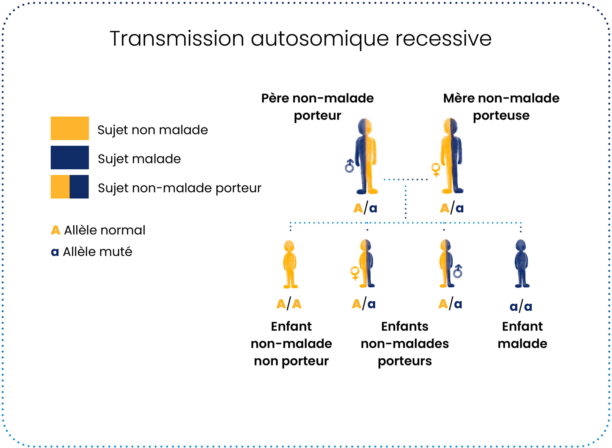 les différents modes de transmission des maladies mitochondriales