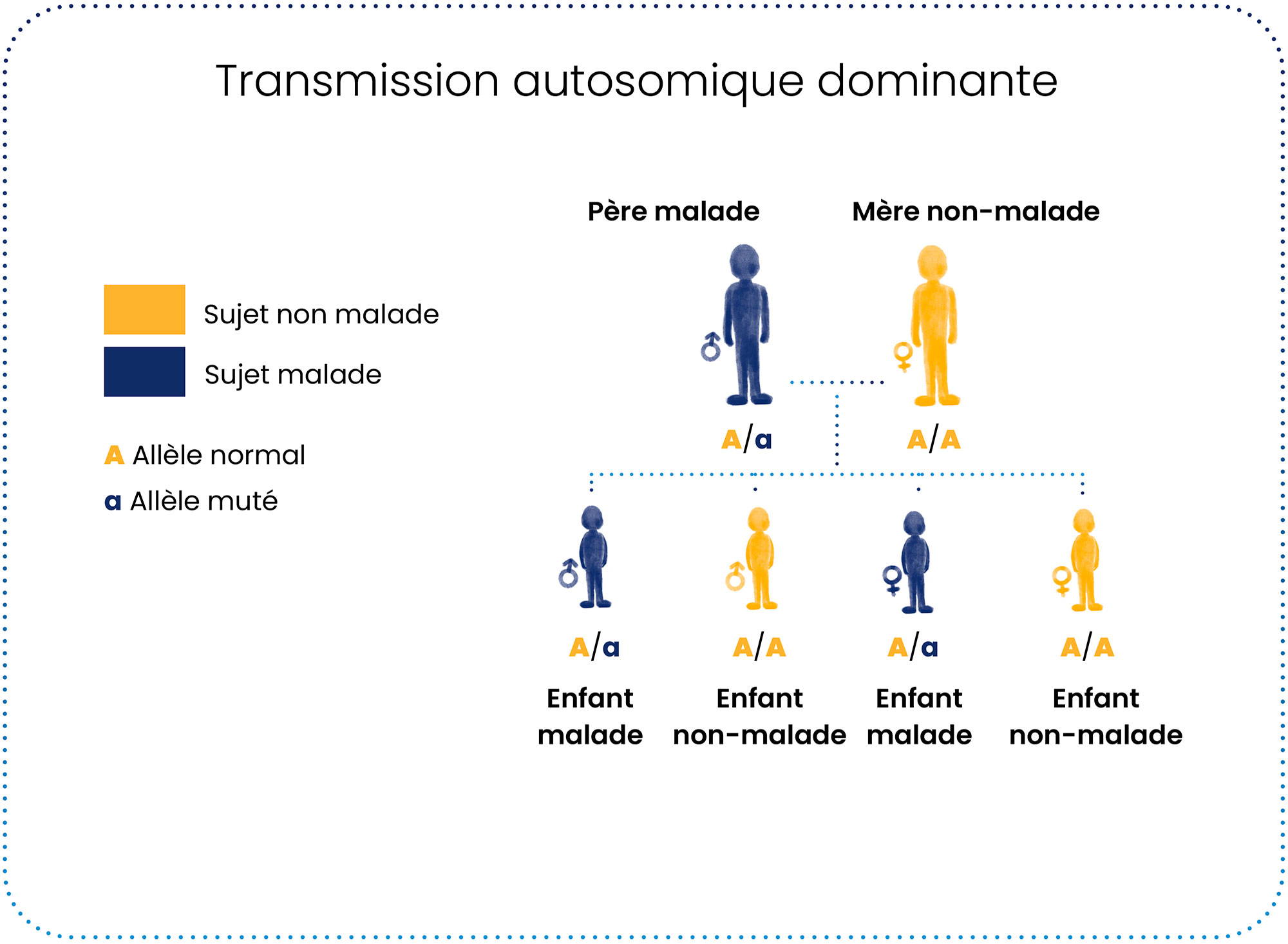 les différents modes de transmission des maladies mitochondriales