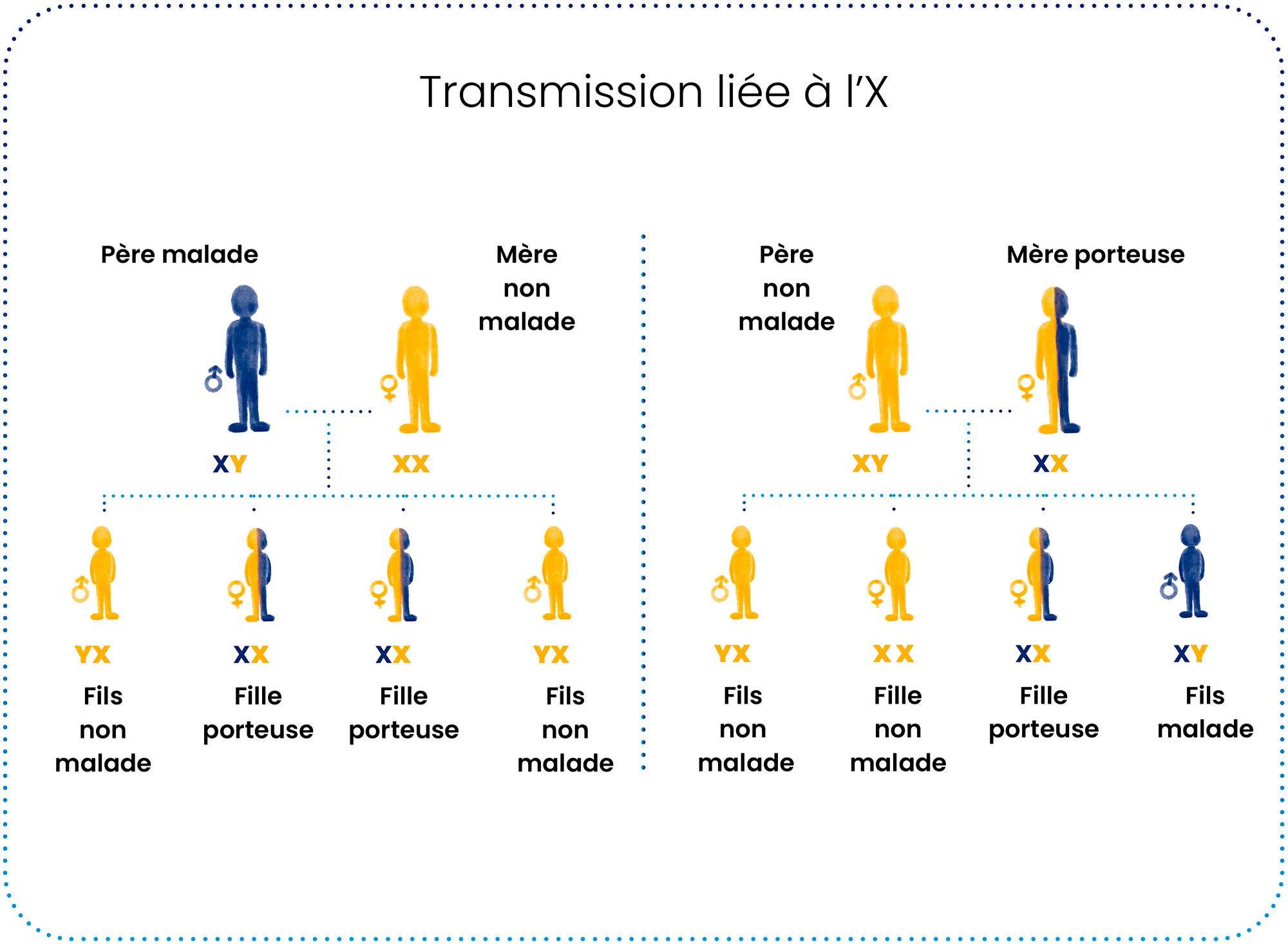 les différents modes de transmission des maladies mitochondriales