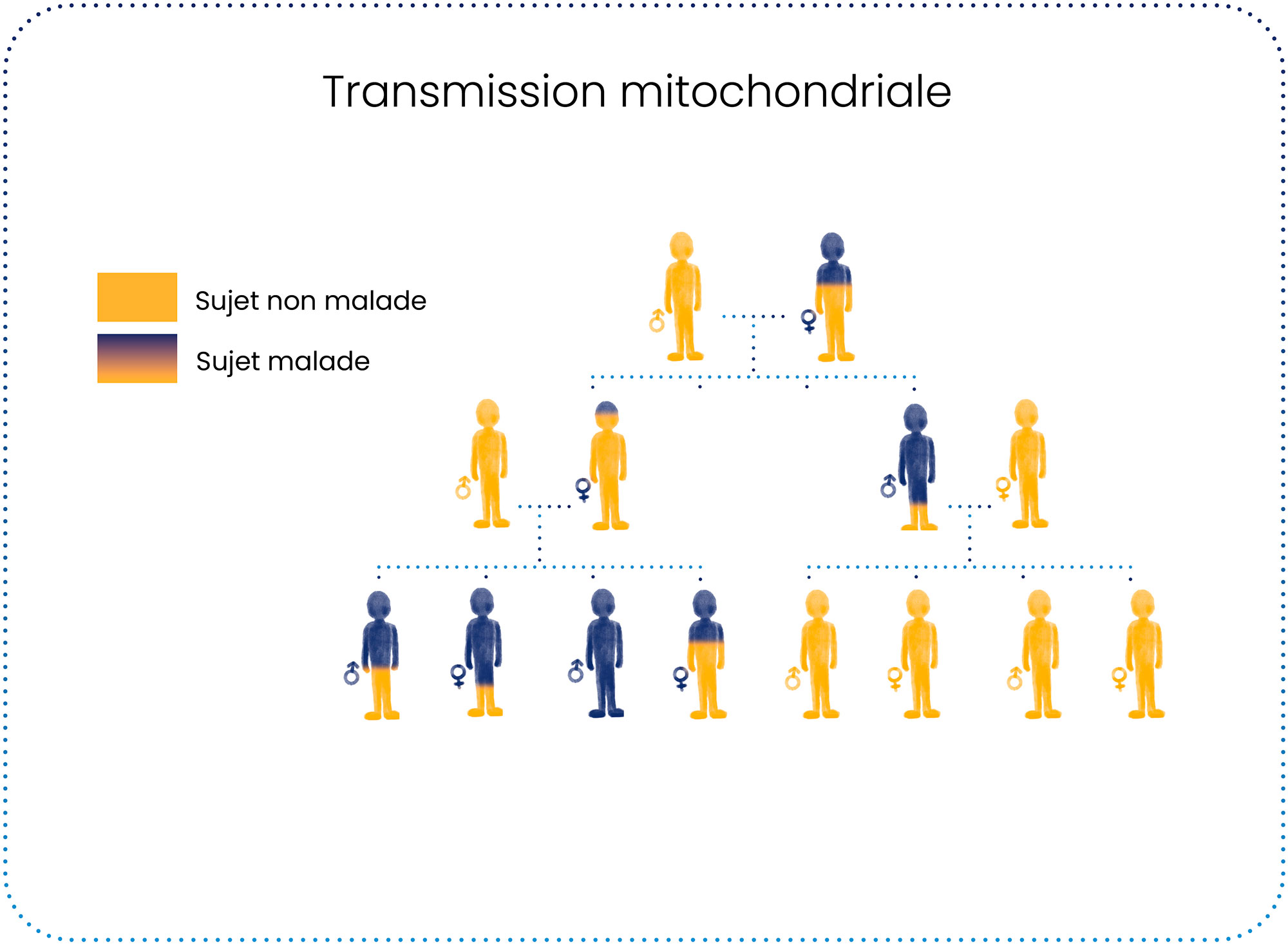 les différents modes de transmission des maladies mitochondriales